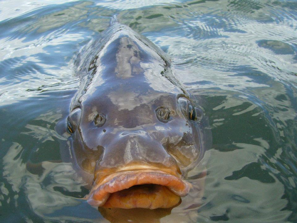 Ma passion !!! - 54000139733454505611346075897n.jpg